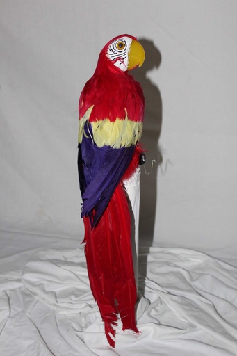 [PTA-051] Macaw Parrots