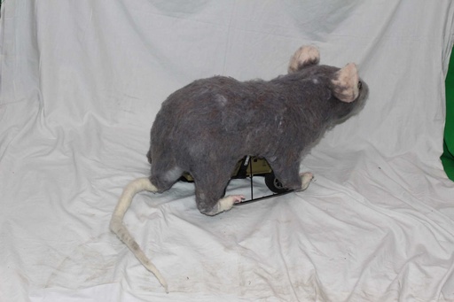 [PTA-052] Remote Control Rat