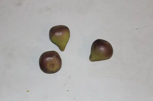 [PKF-140] Fig