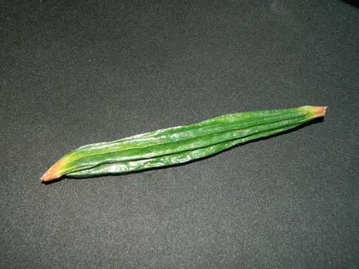 [PKF-148] Luffa / Chinese Okra