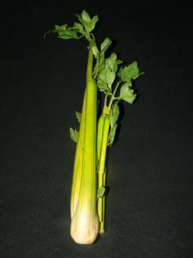 [PKF-152] Celery Bunch