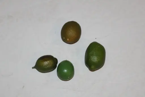[PKF-169] Lime