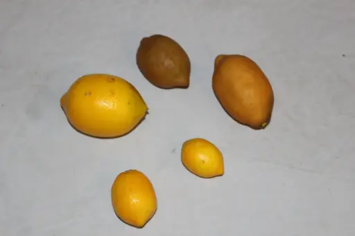 [PKF-170] Lemon