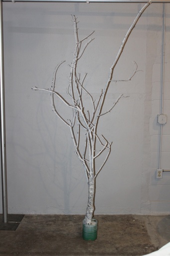 [PDF-037] White Winter Tree