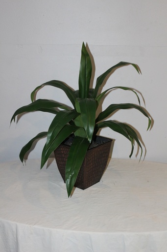 [PDF-039] Dracaena Plant